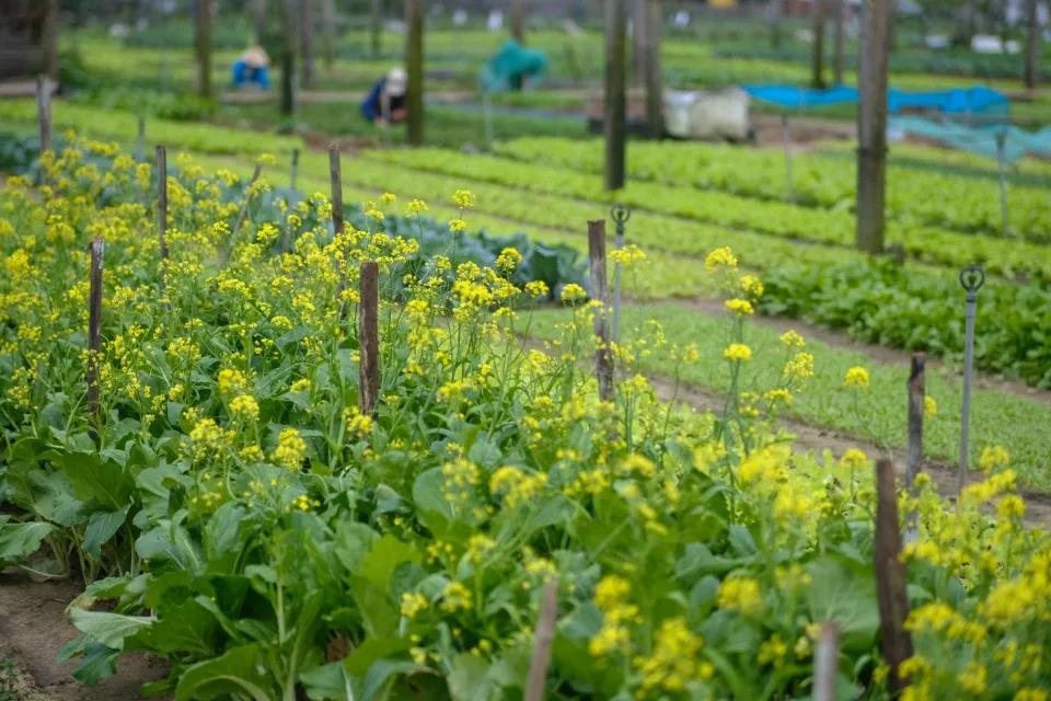 Vườn rau của Nguyễn Thị Thuận 83